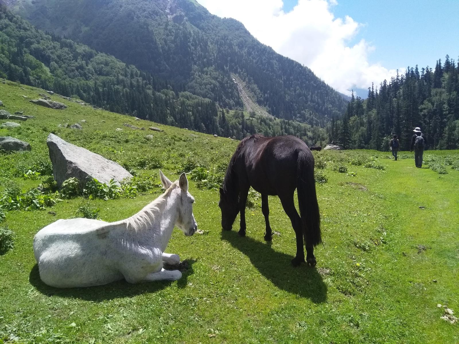 Doodhpathri Trek: Guide to Kashmir's Alpine Meadow